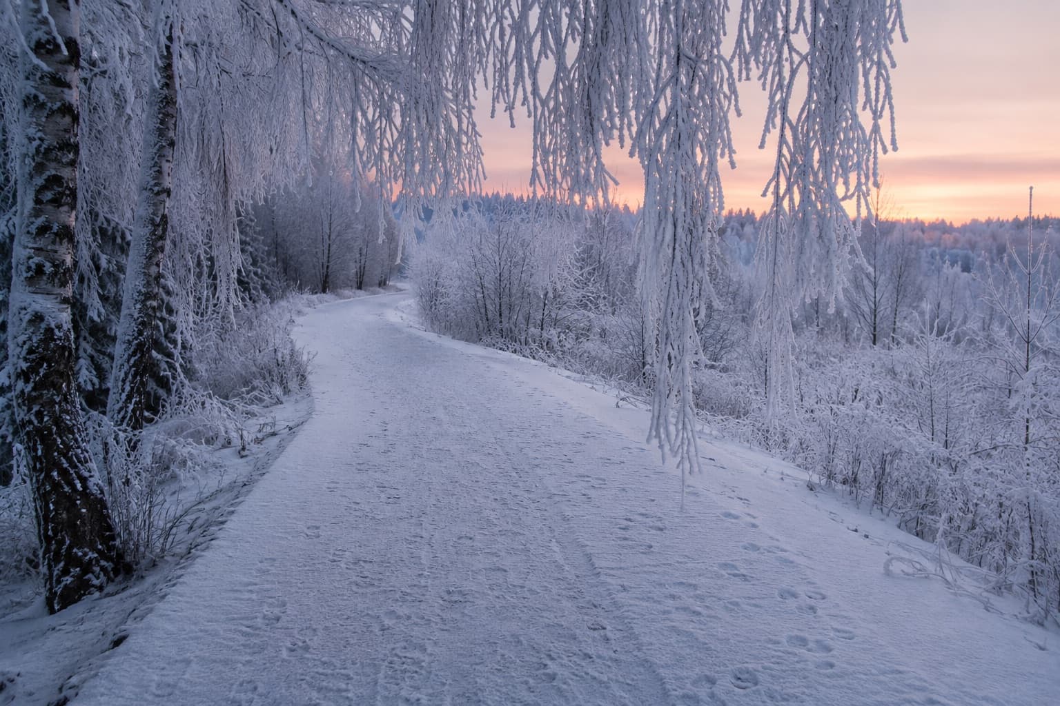 Snöig löparstig genom frostig björkskog i gryningsljus